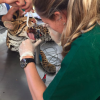 Procedimentos, Riscos e Biossegurança para Profissionais no Trabalho com Animais Silvestres - Imagem 4
