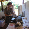 Procedimentos, Riscos e Biossegurança para Profissionais no Trabalho com Animais Silvestres - Imagem 3